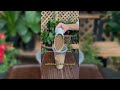 2 Simple Cutting Method For Money Tree #gardening