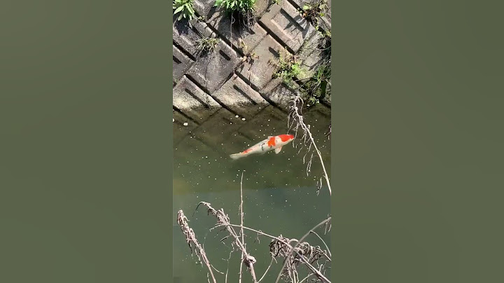 Sungai di Jepang banyak ikannya