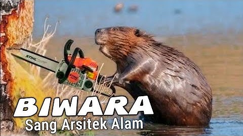 Pantesan Dijuluki Hewan Arsitek, Inilah Biwara Sang Penebang Pohon & Pembuat Bendungan #SenarSakti