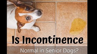 Urinary Incontinence In Older Dogs - The Buzby Dog Podcast