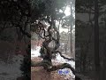 청와대 개방 코스 향나무