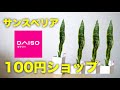 【観葉植物】100均グッズだけで観葉植物サンスベリアを簡単に育てる方法【虎の尾、サンセベリア】