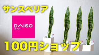 【観葉植物】100均グッズだけで観葉植物サンスベリアを簡単に育てる方法【虎の尾、サンセベリア】