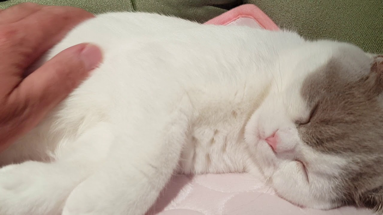 roxy british shorthair cats