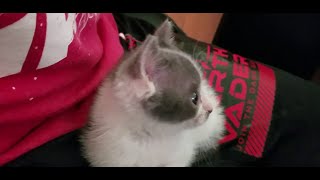 Baby kitten discovers gaming. by Evenfire 107 views 1 year ago 36 seconds