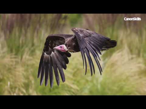 Video: Jak Fotografovat Ptáky
