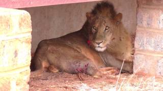 Wildlife Medics  Lion Rescue  Kenya