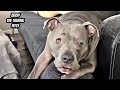Talking Pitbull Is The Most Animated Dog I&#39;ve Ever Seen!