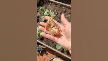 How To Grow Your Own Saffron (The World