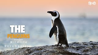 The Penguins - Wild Africa, हिन्दी डॉक्यूमेंट्री | Wildlife documentary in Hindi