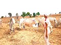 Barayin Shanu Sun Saji Shanu Dubu Uku A Hannu Wasu Yan Fulani Mata Sannan Sukayi Garkuwa Dasu