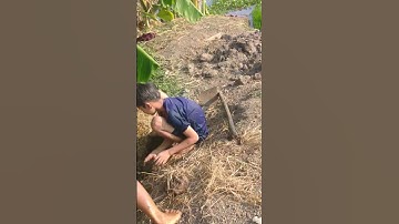 bắt#chuột🐁mùa nước nổi🤗#shorts#short#shortvideo#shortsvideo#chuot#người#mientay#que#song#video#viral