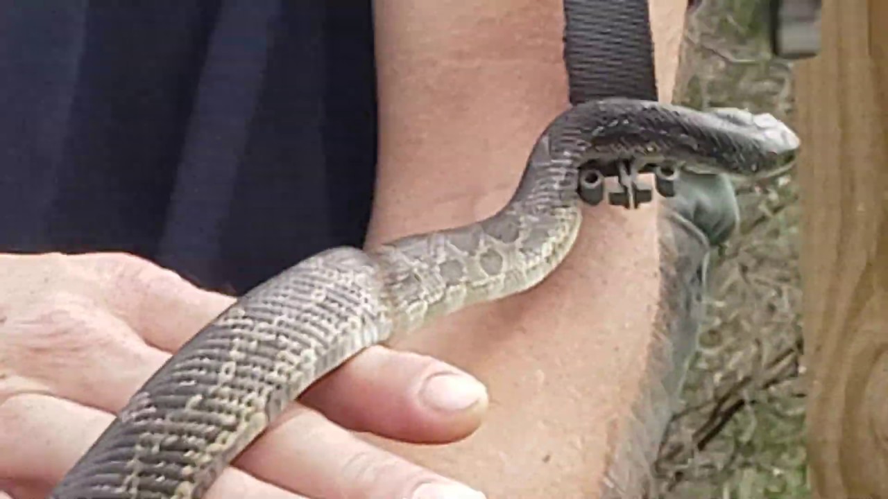 rat snake images Western Ratsnake (Bexar County)