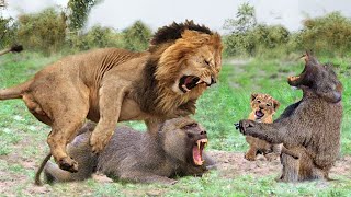 Cruel | Lion Attacks And Destroys Baboon For Dare To Steal The Lion&#39;s Child