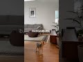 洗練されたインテリアが素敵な平屋の家。#shorts