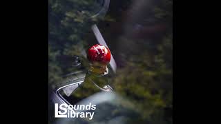 Morning Joe   Patiño