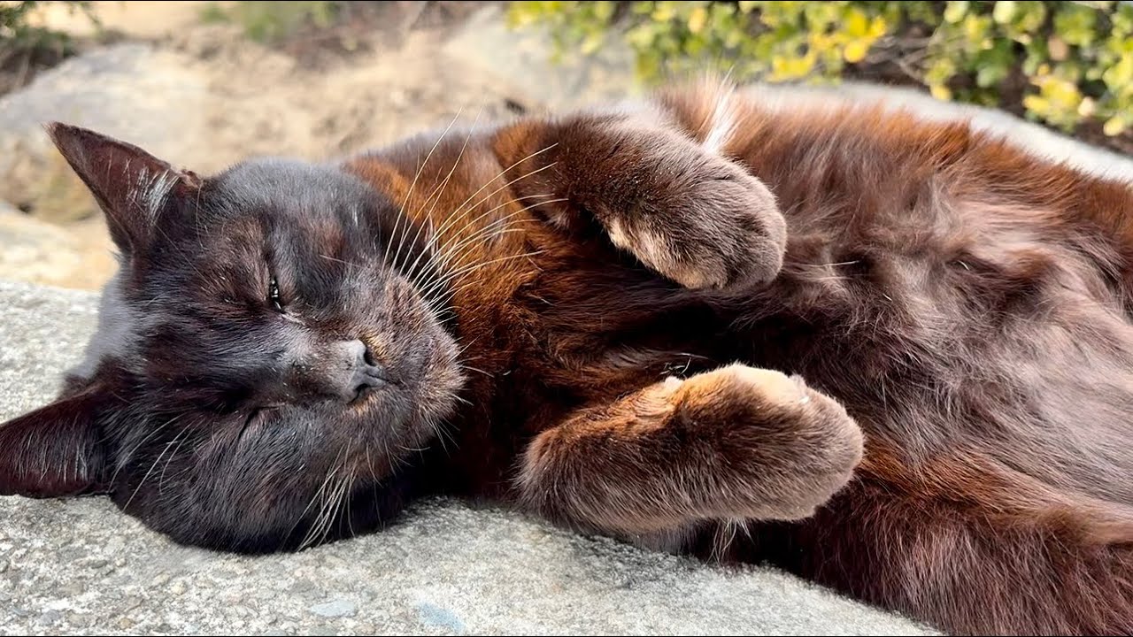 飯食ってたっぷり撫でて貰って寝る。デカい黒猫どんちゃん大満足