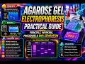 Agarose Gel Electrophoresis Practical Guide | Principle, Working, Procedure DNA Separation