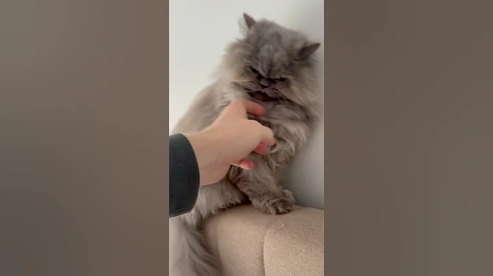 Watch the video about Lunar been perfect, #cat #catshorts #shorts #shortvideo #cute #kawaii #family #persian #pets