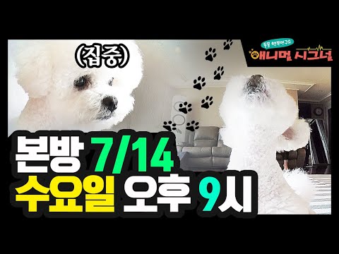 [#애니멀시그널] (본방 <strong>7</strong>/14 수 밤 9시) / <strong>YTN</strong> 사이언스