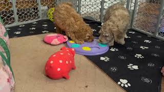 Magnolia and Dallas Standard Poodle Puppies work to solve a puzzle - from Above Standard Poodles by Above Standard Poodles 168 views 5 months ago 2 minutes, 54 seconds