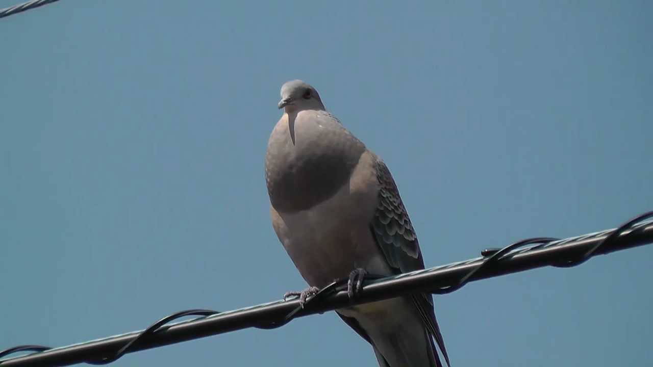 鳴き声ほーほーほっほーという鳥の正体は フクロウ 実はハトなんです ホーホーッホホー写真も ひなぴし