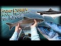 Kayak Fishing for Cobia and Trolling For Kingfish Pensacola, FL.