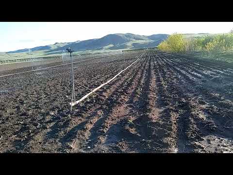 Видео: онд суулгацад зориулсан хятад байцаа хэзээ тарих вэ: ерөнхий огноо, сарны хуанли