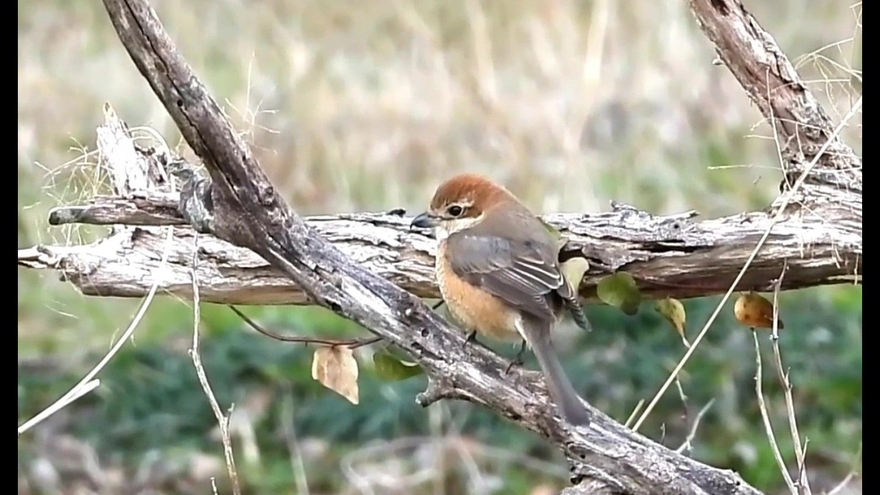 A Peaceful  Moment : A Pair of Bull-headed Shrikes Resting Together