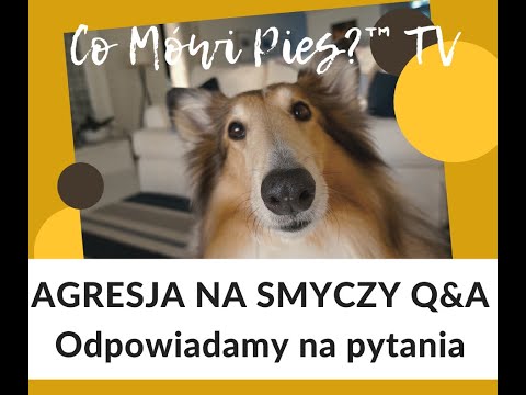 Wideo: Agresja Na Smyczy Dla Psa: Przestań, Zanim Się Zacznie