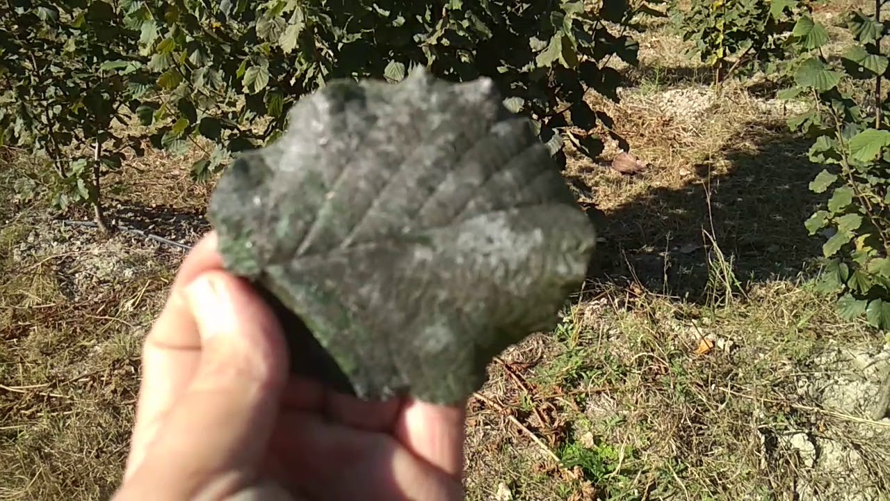 ΑΠΑΤΗ ΜΕ ΚΑΛΛΙΈΡΓΕΙΑ ΦΟΥΝΤΟΥΚΙΑΣ