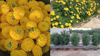 How to grow marigold on terrace garden || big size marigold on terrace garden