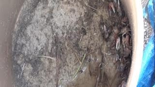 How to keep fiddler crabs alive for sheepsheads, black drum and red drums