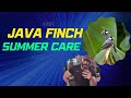 JAVA FINCH SUMMER CARE #javabreeding #javasparrow #javafinches