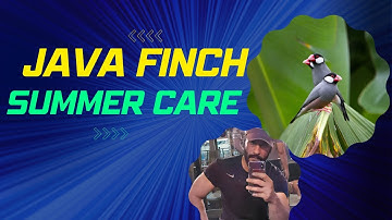 JAVA FINCH SUMMER CARE #javabreeding #javasparrow #javafinches