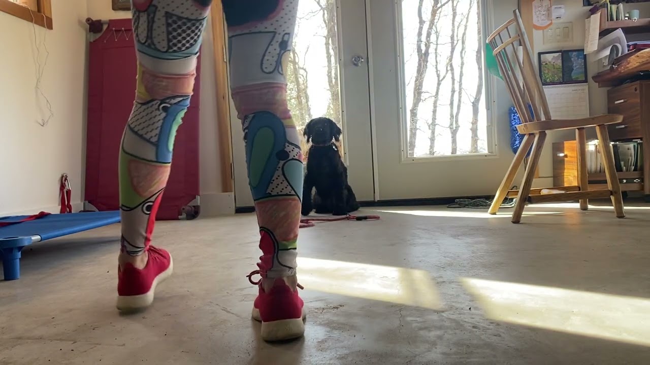 4 Month Old Puppy Training Series with Ashti - Video #1 Introduction