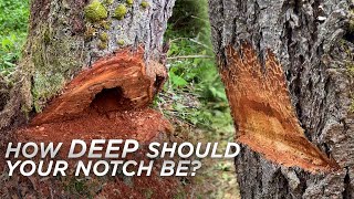 Jake and Randy's Fantastic Notch Depth EXTRAVAGANZA! Tree Felling Tips and Tricks!