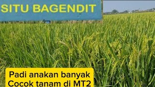 Padi situ bagendit umur 58 hst #situbagendit
