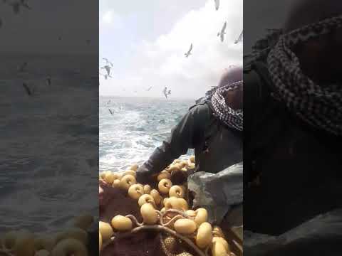 صيد الاسماك بمراكب الصيد شنشوله وجر
