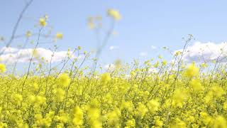 Tchaikovsky  Waltz Of The Flowers 1 Hour Loop