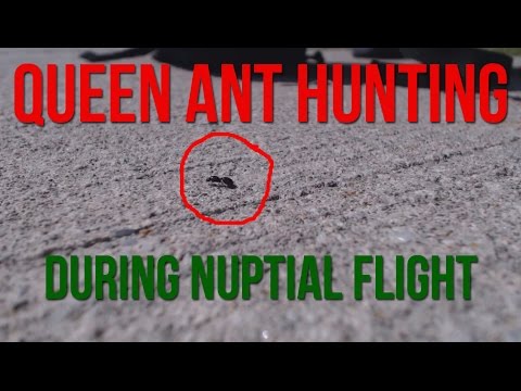 queen nuptial flight ants