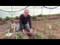 Comment PLANTER Des TOMATES Sous SERRE 