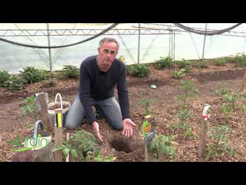 Vidéo: Planter Des Tomates Dans Une Serre