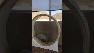TonX Modern Cat Wheel Testing. The best cat running wheel in the market.