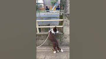 Loki is developing his herding instinct🤨#BorderCollie #HerdingDog #dogtraining #doglife #dogwalk
