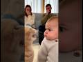 初めて猫に文句を言われた赤ちゃん、どうしていいか分からず固まってしまう。。。#cat #cats #baby #cute #funny #shorts #catvideos #赤ちゃん #猫