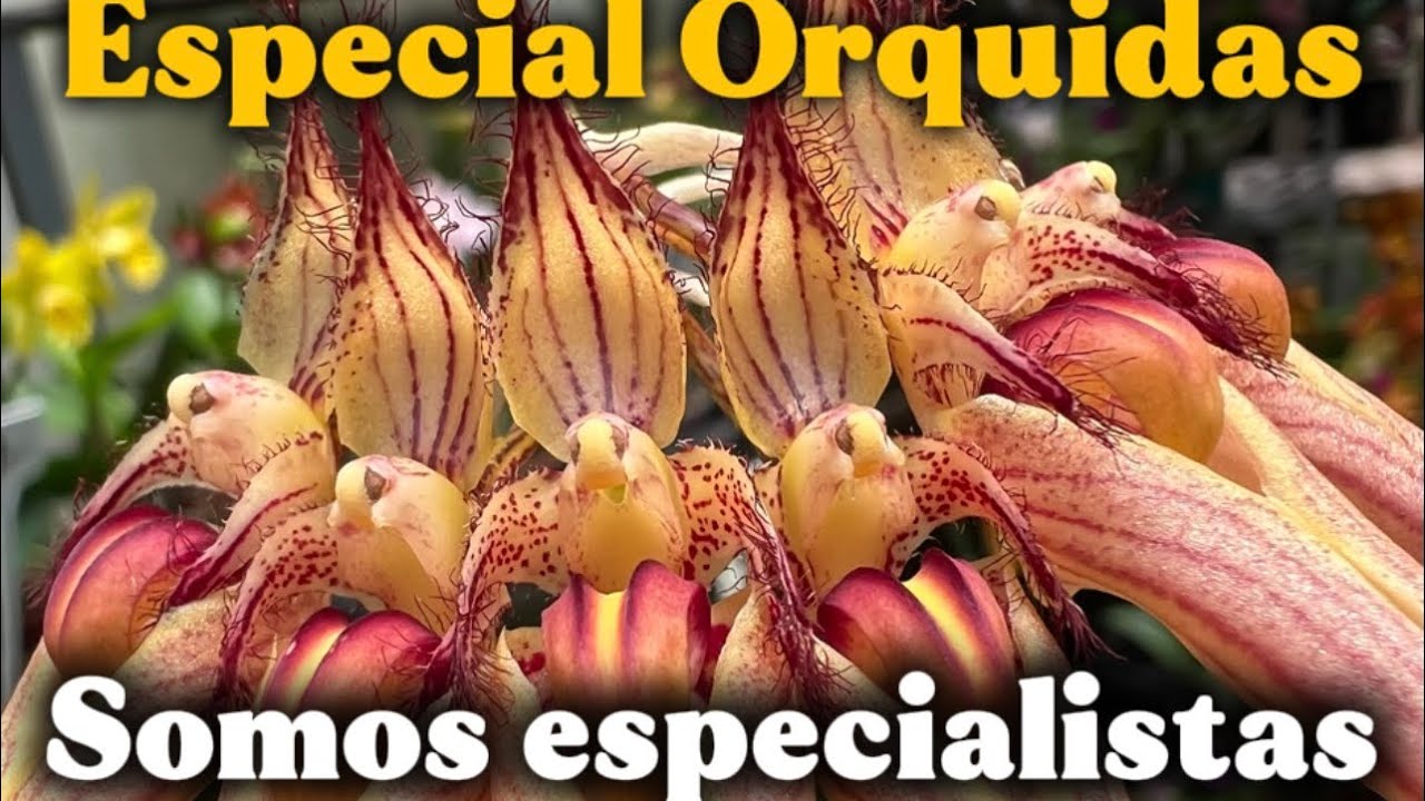 В этом видео представлены самые красивые орхидеи Белу-Оризонти!