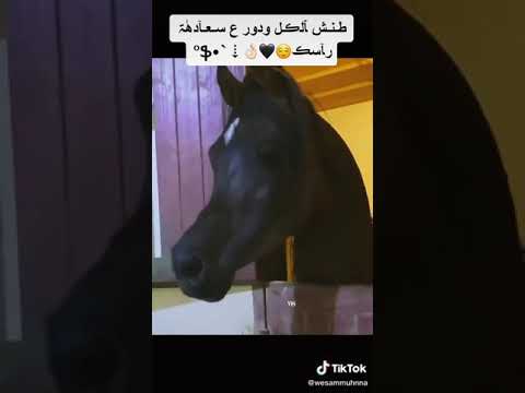 خيل عربي صلاة النبي لايك و متابعة يا حبايب