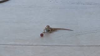 Spiny Lizard Grape Toss August 23, 2024