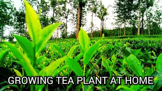 How to Grow Tea Plant at Home : SIMPLE AND EASY WAY